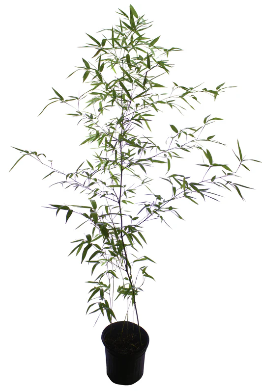 Yushania anceps (Hardy Bamboo)